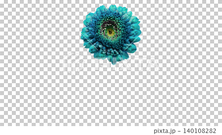 Blue gerbera flower, macro photography, transparent background, vibrant flower image. Blue gerbera flower, macro photography, transparent background, vibrant flower image. 140108282