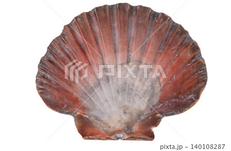 Scallop Seashell isolated on white background. Natural textured grey marine reddish brown Shell closeup Scallop Seashell isolated on white background. Natural textured grey marine reddish brown Shell closeup 140108287