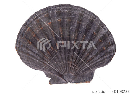 Scallop Seashell isolated on white background. Natural textured grey marine Shell closeup Scallop Seashell isolated on white background. Natural textured grey marine Shell closeup 140108288