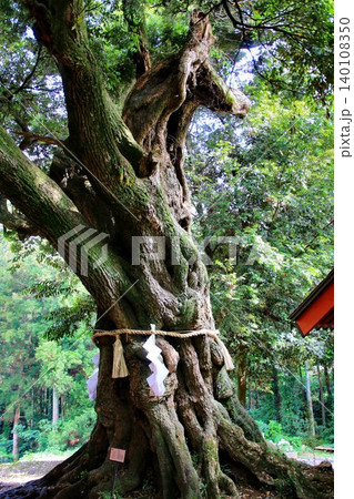 日本唯一の夢叶え大明神・夢結びの神様… 稲敷『大杉神社』の【馬形顕現】 140108350