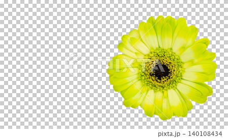 Yellow gerbera flower, macro photography, transparent background, floral material. Yellow gerbera flower, macro photography, transparent background, floral material. 140108434