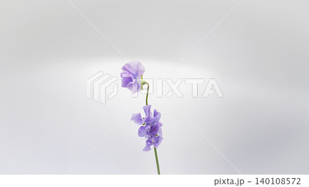 紫色のスイートピーの花 マクロ撮影 白背景 コピースペース 春のフラワー素材 紫色のスイートピーの花 マクロ撮影 白背景 コピースペース 春のフラワー素材 140108572