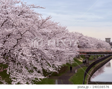 桜 桜 140108576