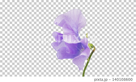 Purple sweet pea flower, macro photography, transparent background, elegant and sophisticated floral image. 140108600