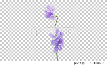 Purple sweet pea flower, macro photography, transparent background, elegant and sophisticated floral image. 140108603