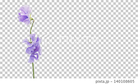 紫のスイートピーの花 マクロ撮影 背景透過 上品でエレガントなフラワー素材 140108605