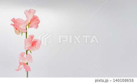 ピンクのスイートピーの花 マクロ撮影 白背景 コピースペース 春の可愛いフラワー素材 140108658