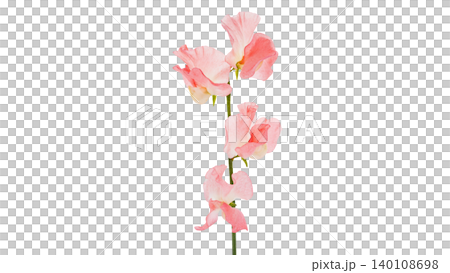 ピンクのスイートピーの花 マクロ撮影 背景透過 エレガントなフラワー素材 ピンクのスイートピーの花 マクロ撮影 背景透過 エレガントなフラワー素材 140108698