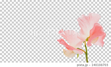 Pink sweet pea flower, macro photography, transparent background, elegant floral material. 140108703