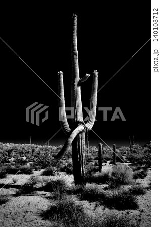 High Contrast Old Saguaro Cactus Sonora desert Arizona in Black and White 140108712