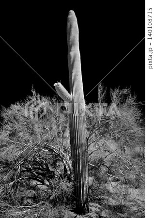 High Contrast Old Saguaro Cactus Sonora desert Arizona in Black and White 140108715