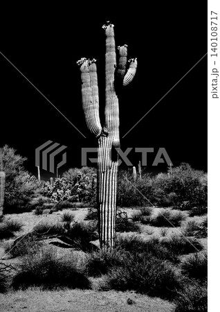 High Contrast Old Saguaro Cactus Sonora desert Arizona in Black and White 140108717