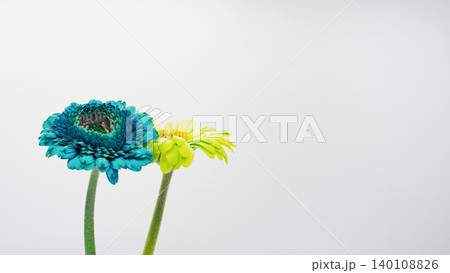 青と黄色のガーベラの花 白背景 マクロ撮影 コピースペース フラワー素材 青と黄色のガーベラの花 白背景 マクロ撮影 コピースペース フラワー素材 140108826