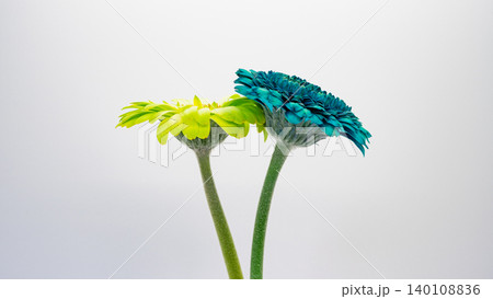 青と黄色のガーベラの花 白背景 マクロ撮影 コピースペース フラワー素材 青と黄色のガーベラの花 白背景 マクロ撮影 コピースペース フラワー素材 140108836