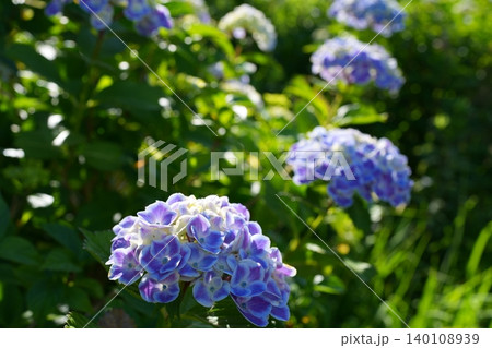 紫陽花 紫陽花 140108939