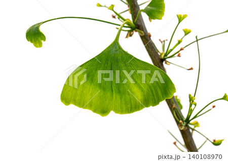 green ginkgo biloba leaf 140108970