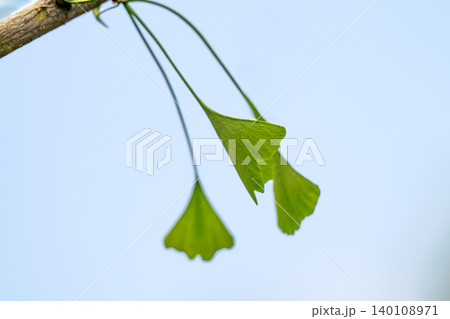 green ginkgo biloba leaf 140108971