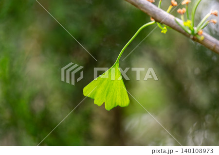 green ginkgo biloba leaf 140108973