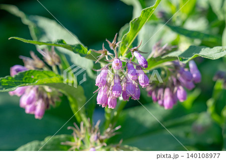 Beautiful flower Beautiful flower 140108977