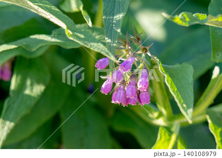 Beautiful flower Beautiful flower 140108979