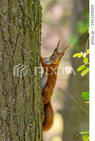 A red squirrel is holding a tree trunk on a cloudy spring day with green background A red squirrel is holding a tree trunk on a cloudy spring day with green background 140108980