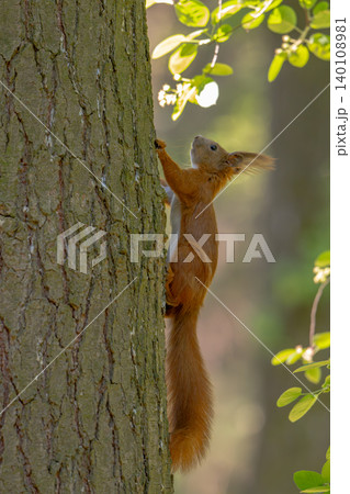 A red squirrel is holding a tree trunk on a cloudy spring day with green background A red squirrel is holding a tree trunk on a cloudy spring day with green background 140108981