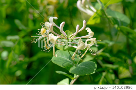 Japanese Honeysuckle flowers Japanese Honeysuckle flowers 140108986