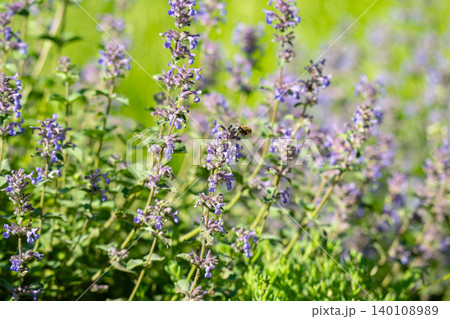 Stunning Purple Wildflowers Flourishing in a Lush Stunning Purple Wildflowers Flourishing in a Lush 140108989