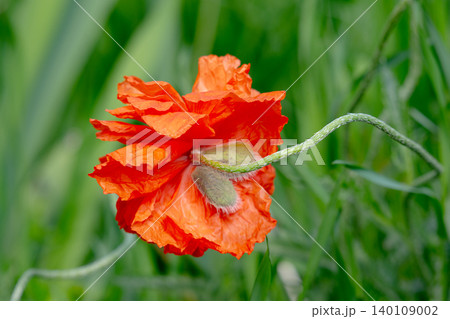 Beautiful flower with red petals. Beautiful flower with red petals. 140109002