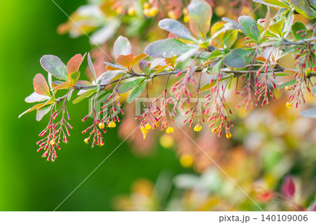 photo of a flowering barberry bush 140109006