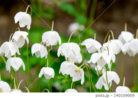 Blooming white wood anemone flower (Anemone sylvestris) in a meadow, close-up Blooming white wood anemone flower (Anemone sylvestris) in a meadow, close-up 140109009