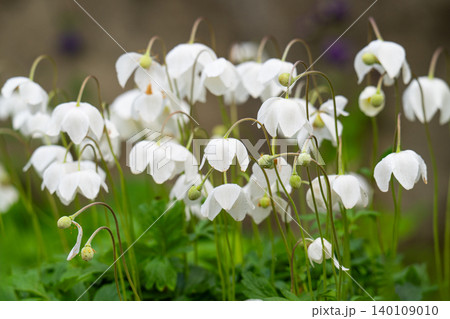 Blooming white wood anemone flower (Anemone sylvestris) in a meadow, close-up Blooming white wood anemone flower (Anemone sylvestris) in a meadow, close-up 140109010