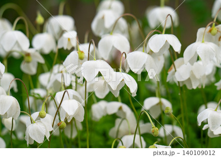 Blooming white wood anemone flower (Anemone sylvestris) in a meadow, close-up Blooming white wood anemone flower (Anemone sylvestris) in a meadow, close-up 140109012