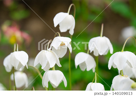 Blooming white wood anemone flower (Anemone sylvestris) in a meadow, close-up Blooming white wood anemone flower (Anemone sylvestris) in a meadow, close-up 140109013