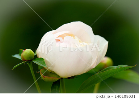 Petal of a white-pink peony Petal of a white-pink peony 140109031