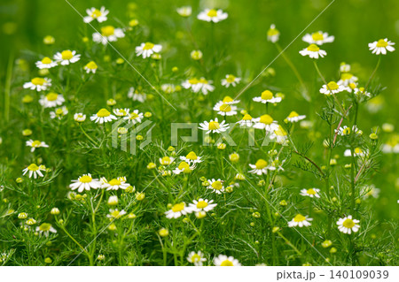 Group of Chamomile blossom in garden. Alternative medicine herbs. 140109039