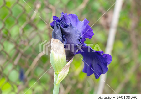 Irises bloom in a summer garden. Irises bloom in a summer garden. 140109040