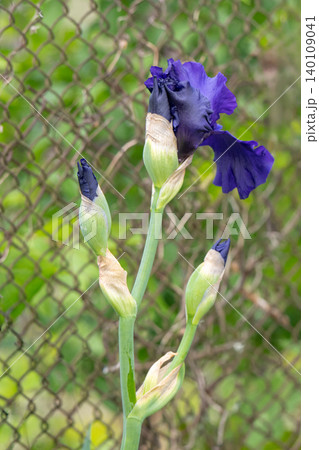 Irises bloom in a summer garden. 140109041