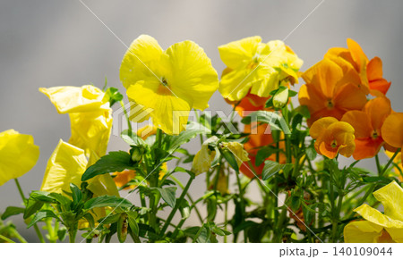 a flowerbed with pansies. a flowerbed with pansies. 140109044