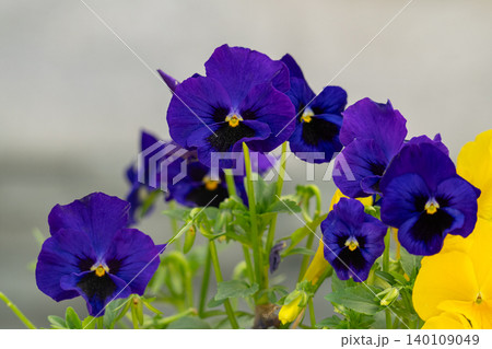 a flowerbed with pansies. 140109049