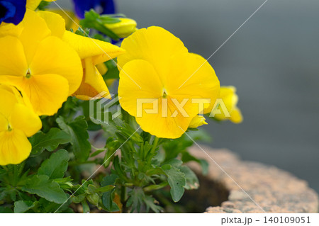 a flowerbed with pansies. a flowerbed with pansies. 140109051