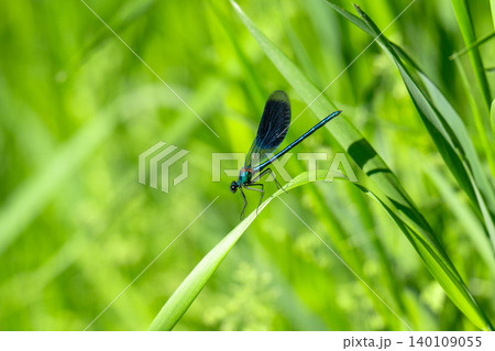A blue dragonfly on the grass in close-up. A blue dragonfly on the grass in close-up. 140109055
