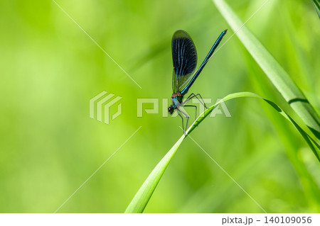 A blue dragonfly on the grass in close-up. A blue dragonfly on the grass in close-up. 140109056