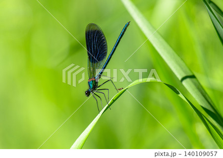 A blue dragonfly on the grass in close-up. A blue dragonfly on the grass in close-up. 140109057