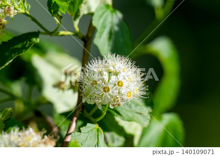 Close-up of white flowers and brightly on green leaves of a young tree Close-up of white flowers and brightly on green leaves of a young tree 140109071