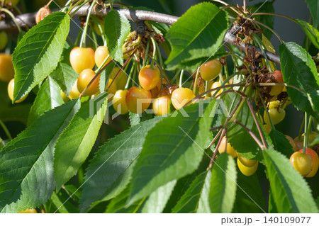 A tree with many yellow cherries 140109077