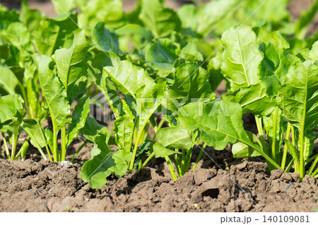 Beet growing 140109081