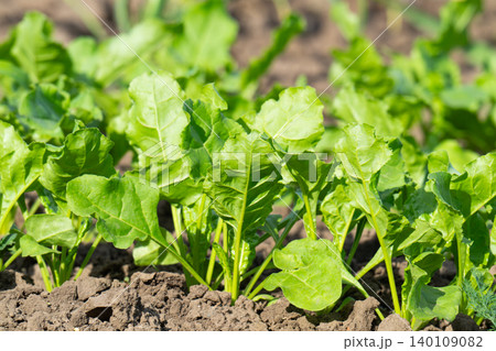 Beet growing 140109082