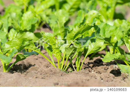 Beet growing 140109083