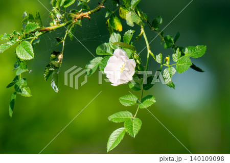 Dog Rose blossoms Dog Rose blossoms 140109098